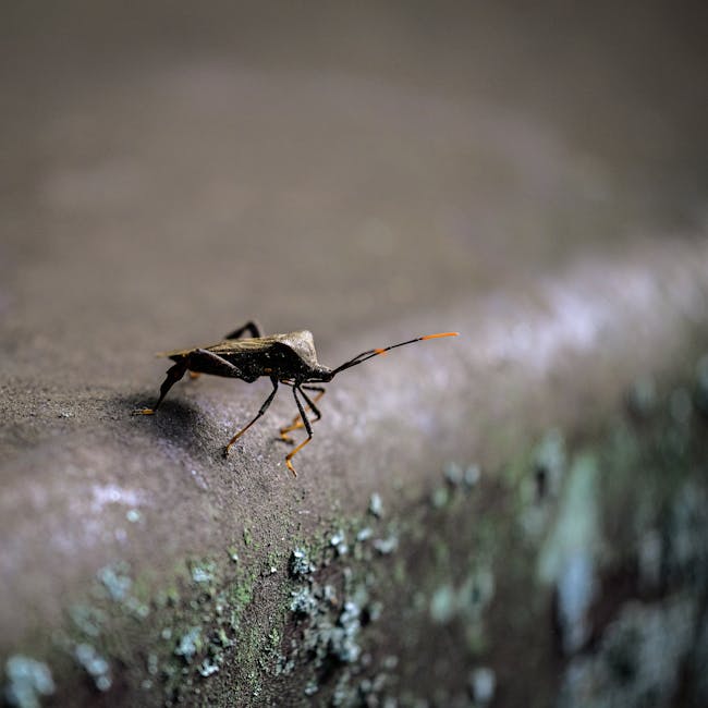 Shield bug symbolizing biological defense systems
