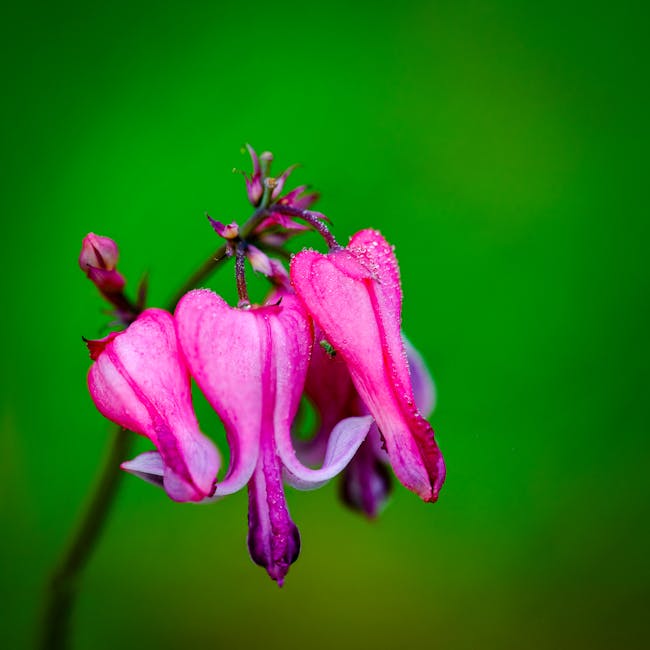 Bleeding heart flower representing cardiovascular health